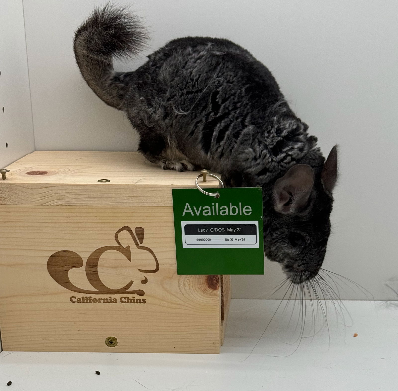 adoptable Chinchilla in Sunnyvale, CA named Lady