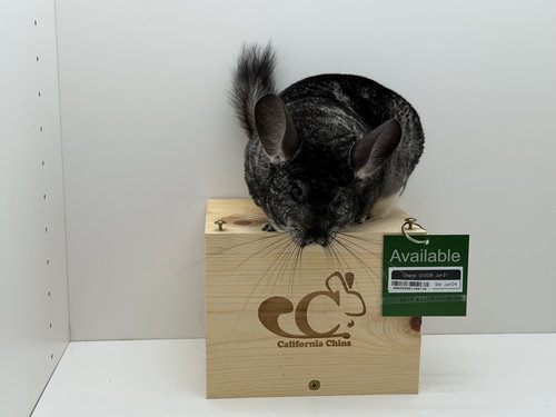 CHANEL - Chinchilla available for adoption