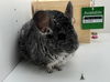 adoptable Chinchilla in Sunnyvale, CA named Pepper