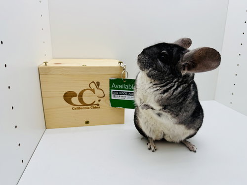 SIVA - Chinchilla available for adoption