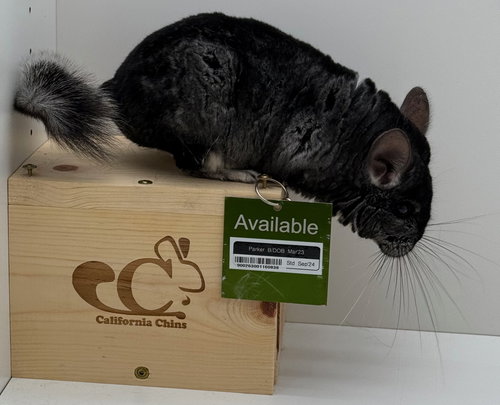 PARKER - Chinchilla available for adoption