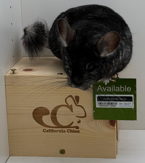 PARKER - Chinchilla available for adoption