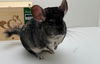 adoptable Chinchilla in  named Milkshake