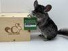 adoptable Chinchilla in  named Rocky