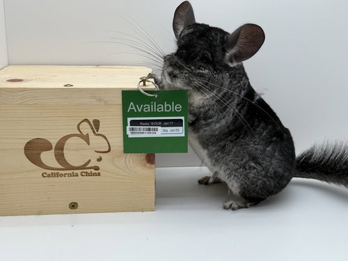 ROCKY - Chinchilla available for adoption