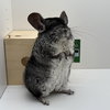 Rocky - Photo 3
