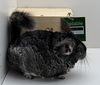 adoptable Chinchilla in  named Tipsy