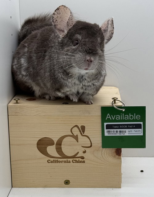 TOPSY - Chinchilla available for adoption