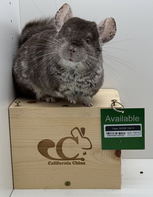 TOPSY - Chinchilla available for adoption