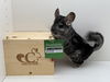 adoptable Chinchilla in  named Lilo