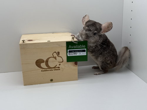 TITAN - Chinchilla available for adoption