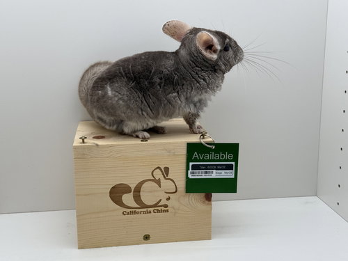 TITAN - Chinchilla available for adoption