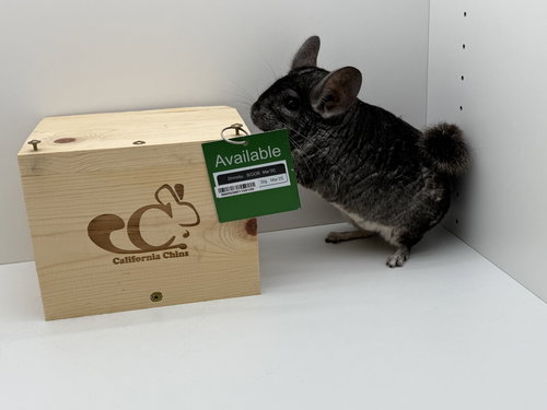 SHINOBU - Chinchilla available for adoption
