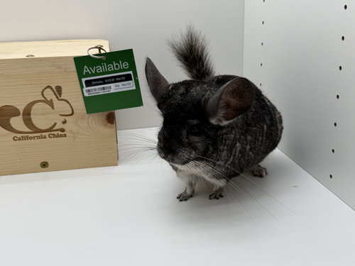 SHINOBU - Chinchilla available for adoption