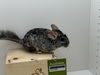 adoptable Chinchilla in  named Jose