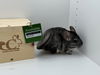 adoptable Chinchilla in  named Ralph