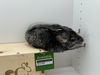 adoptable Chinchilla in  named Milhouse