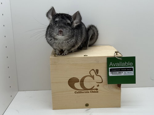 CHOPPER - Chinchilla available for adoption
