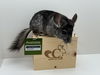 adoptable Chinchilla in  named Rebel
