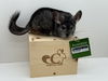 adoptable Chinchilla in  named Chip