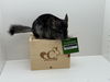 adoptable Chinchilla in  named Lady Pickles