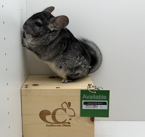 Dusty, a chinchilla for adoption from California Chins
