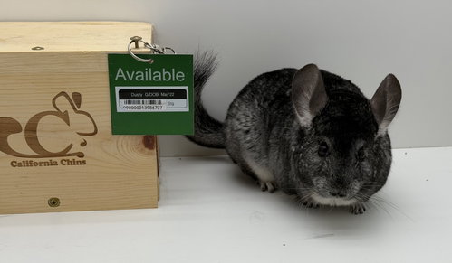 Photo 2 of Dusty