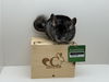 adoptable Chinchilla in  named Sloth