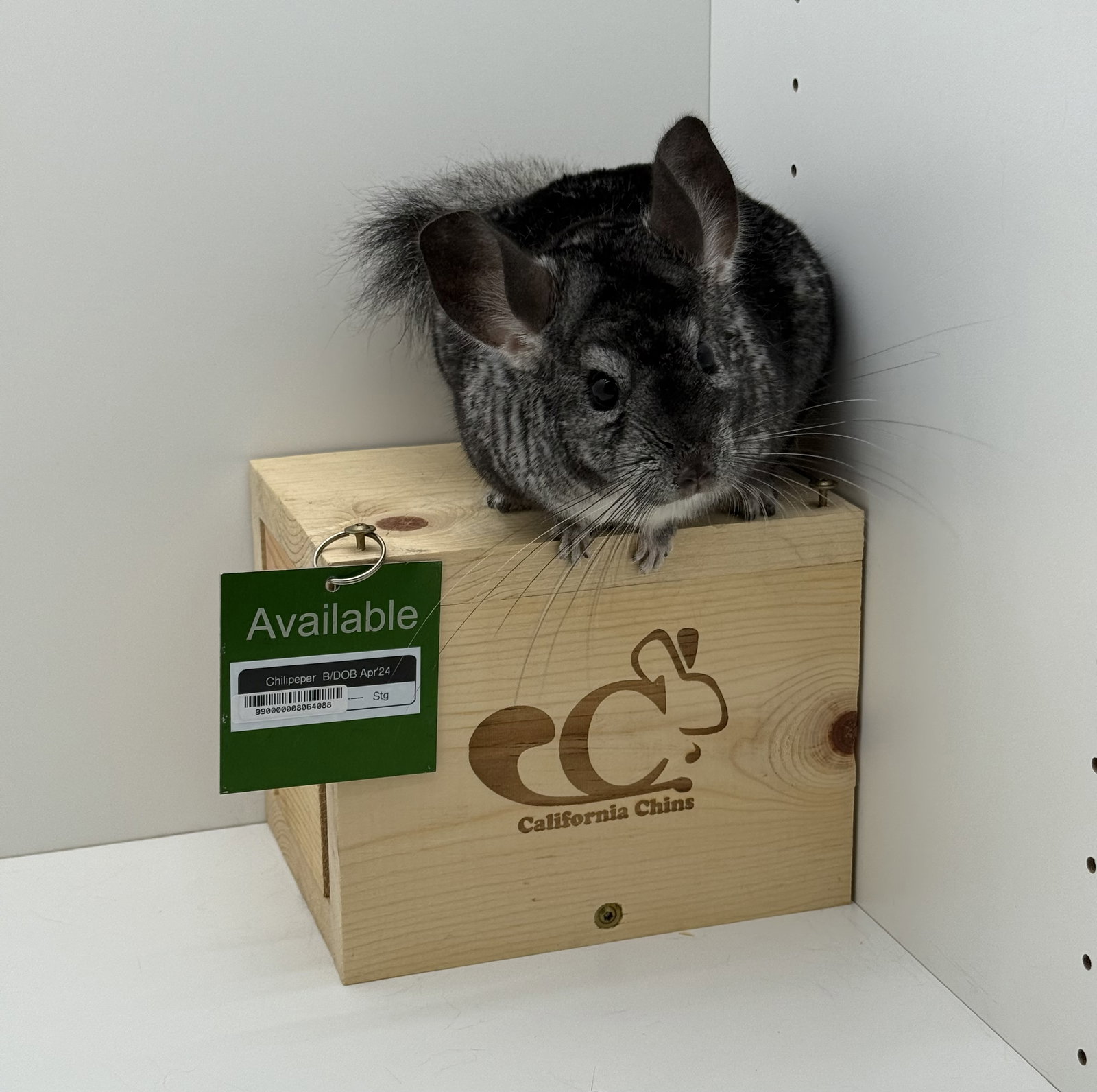 Chilipeper Image