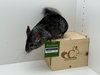 Chilipeper - Photo 3