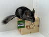Chilipeper - Photo 5