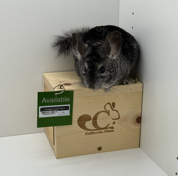Chilipeper