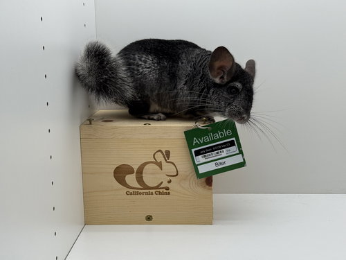 JELLY BEAN - Chinchilla available for adoption