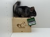 Jelly Bean - Photo 2