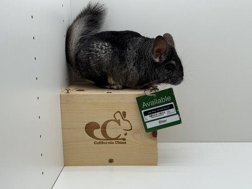 JELLY BEAN - Chinchilla available for adoption