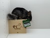 Jelly Bean - Photo 5