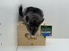 Milo - Photo 3