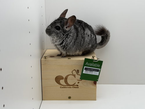 TIMMY - Chinchilla available for adoption