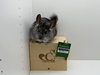 Timmy - Photo 2