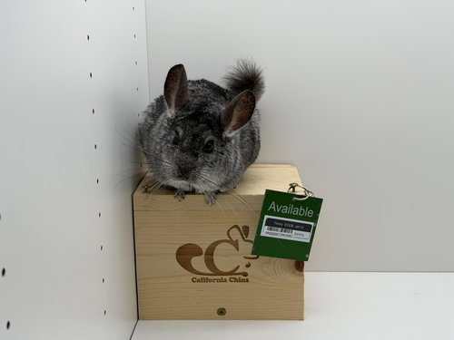TIMMY - Chinchilla available for adoption