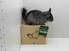Timmy - Photo 3