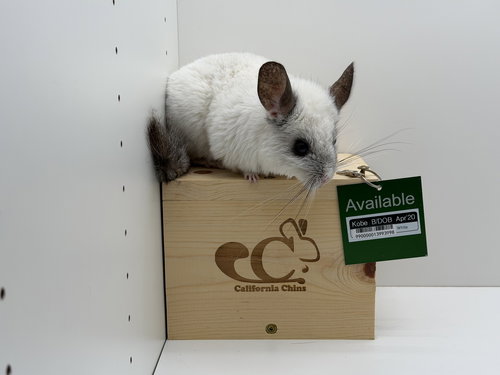 KOBE - Chinchilla available for adoption