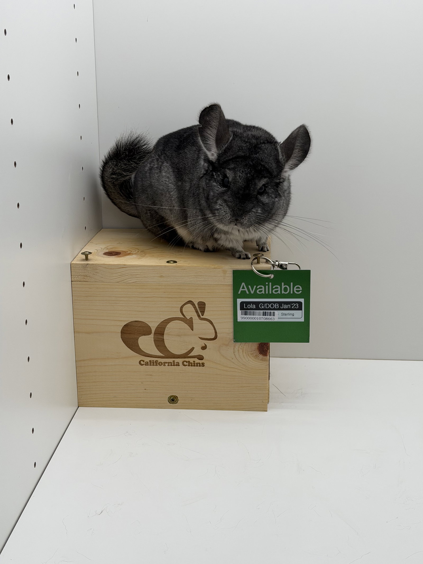 Lola Image