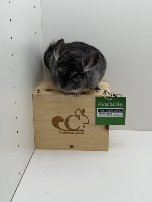 Photo 2 of Lola