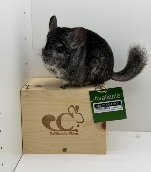 Photo 2 of Ace