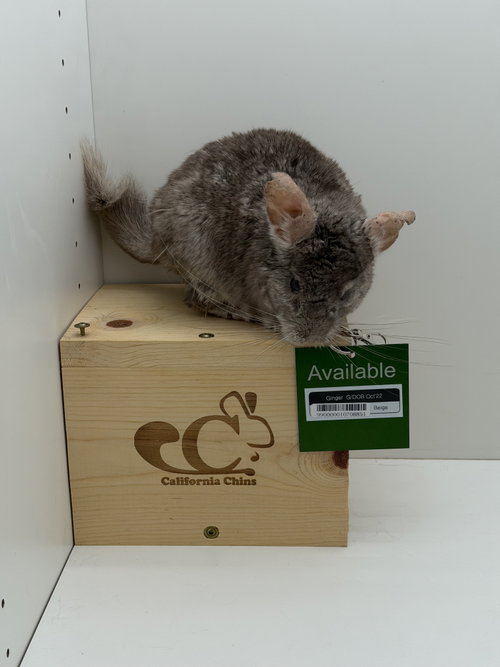 Ginger, a chinchilla for adoption from California Chins