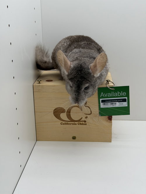 Pumpkin, a chinchilla for adoption from California Chins