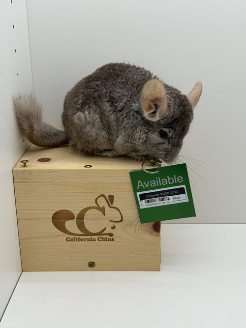 Cinnamon, a chinchilla for adoption from California Chins