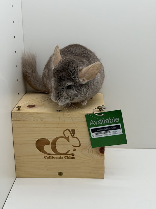 Photo 2 of Cinnamon