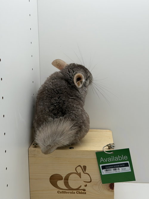 Photo 3 of Cinnamon